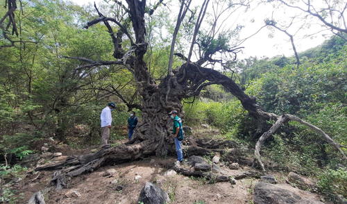 Se conoció que la copa del algarrobo se asemeja a una sombrilla. Foto: SERFOR