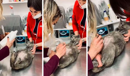 Desde que se enteró de la buena noticia, una joven acompañaba a su gatita a todas las citas con su veterinaria. Foto: captura de YouTube Desde que se enteró de la buena noticia, una joven acompañaba a su gatita a todas las citas con su veterinaria. Foto: captura de YouTube