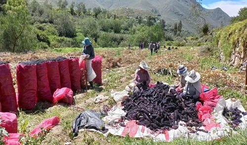 Campaña de cosecha debe concluir en 45 días. Foto: Municipalidad de Yarabamba