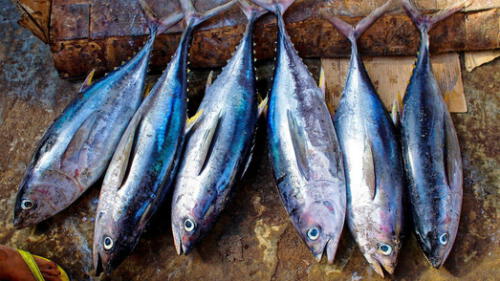 El bonito es el mejor pescado para preparar un buen escabeche de pescado. Foto: difusión El bonito es el mejor pescado para preparar un buen escabeche de pescado. Foto: difusión