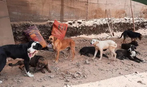 Aquellos que deseen ayudar a los perritos, pueden comunicarse al 921 878 018 con el albergue Cuatro Patas. Foto: albergue Cuatro Patas