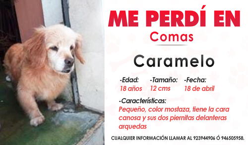 Si tienes alguna información que ayude a Caramelo a regresar con su familia, puedes comunicarte con Tania a los siguientes números de celular 923 944 906 / 946 505 958 / 924 850 109 y 996 991 003. Foto: Composición LR.