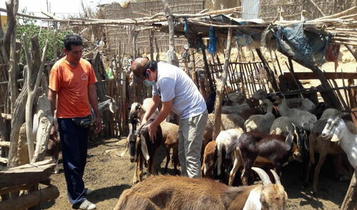 Especialistas capacitan a productores pecuarios en crianza de ganado. Foto: La República. Especialistas capacitan a productores pecuarios en crianza de ganado. Foto: La República.