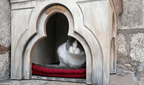 Ella es Anastasia, una gatita callejera de 17 años que vivía en uno de los palacios más icónicos de la ciudad medieval. Foto: AFP Ella es Anastasia, una gatita callejera de 17 años que vivía en uno de los palacios más icónicos de la ciudad medieval. Foto: AFP
