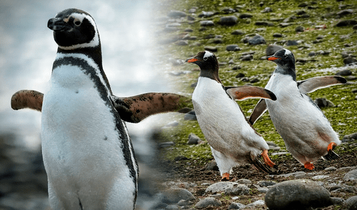 Su cola les ayuda a mantener el equilibrio al caminar y por eso se desplazan sobre el hielo con su particular movimiento tambaleante. Foto: composición LR/Gerson Cardoso