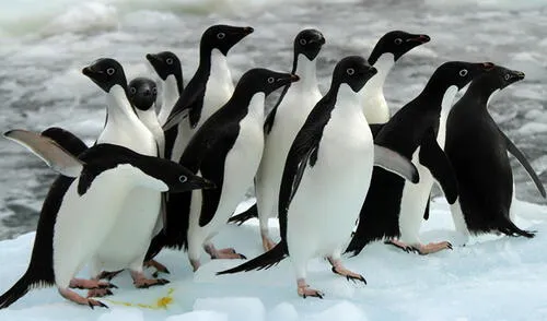 La aparición de uno o más pingüinos en los sueños cuenta con distintos significados. Foto: eurodisidentes