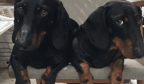 Leo y Mbape cuentan con todas sus vacunas y están esterilizados. Foto: Marcela Rosa Medina Leo y Mbape cuentan con todas sus vacunas y están esterilizados. Foto: Marcela Rosa Medina