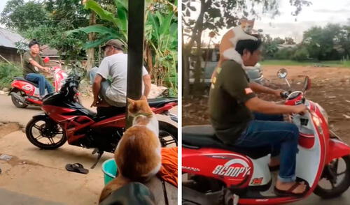 Cada vez que su dueño sale a la calle, un travieso animal demuestra sus intenciones de no querer separarse de su lado. Foto: captura de YouTube