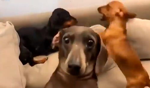 Un joven sacó su celular para grabar a sus canes; sin embargo, su otra mascota se puso frente a la cámara. Foto: captura de Facebook Un joven sacó su celular para grabar a sus canes; sin embargo, su otra mascota se puso frente a la cámara. Foto: captura de Facebook