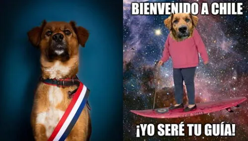 Brownie Boric se volvió una de las mascotas influencers más queridas de las redes sociales. Foto: composición/ Twitter