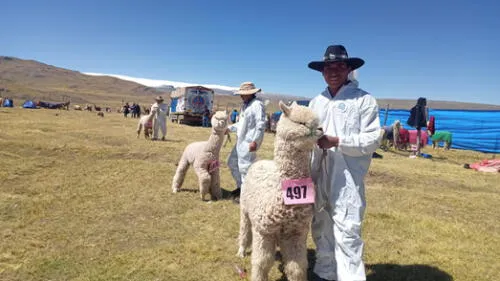 Evento apuntan a mejorar la calidad de vida de los productores de alpacas y llamas. Foto: Alexander Flores/URPI Evento apuntan a mejorar la calidad de vida de los productores de alpacas y llamas. Foto: Alexander Flores/URPI