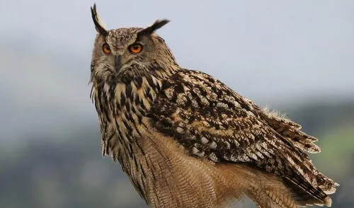 La aparición de uno o más búhos en los sueños cuenta con distintos significados. Foto: eurodisidentes