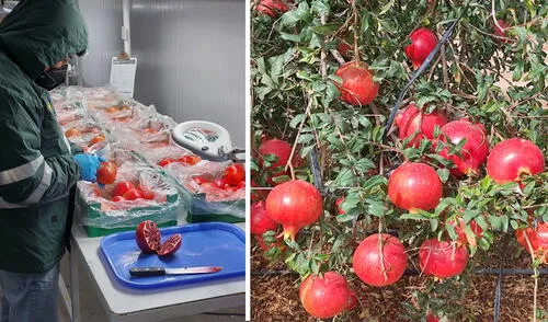 La granada es un fruto que destaca por su gran poder para prevenir el riesgo de enfermedades del corazón. Foto: Senasa