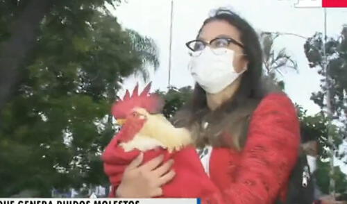 Fiscalización del distrito notificó a la dueña del gallo Claudio que si no controla los cacareos de su mascota por las noches, el ave será reubicado. Foto: captura Tv Perú