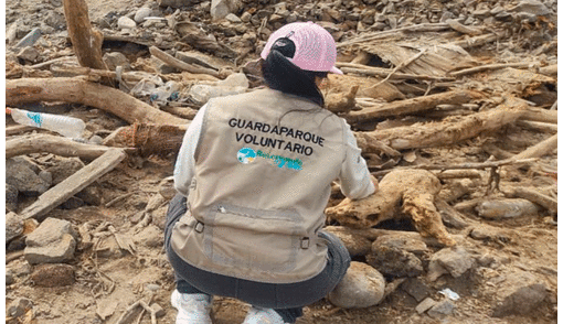 Serán solo 4 voluntarios para ser guardaparques en Ica. Foto: Sernanp