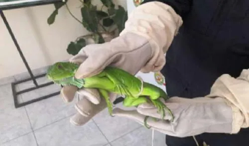 La iguana, valorizada en 200 soles, fue puesta a disposición del Serfor. Foto: Serfor