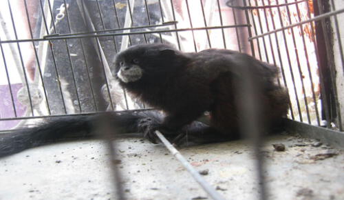 El proceso de este delito corresponde, por la vía administrativa, a las Autoridades Regionales Forestales y de Fauna Silvestre; y por la vía penal, a la Fiscalía Especializada en Materia Ambiental. Foto: Oscar Paz/Andina