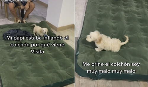 La travesura de este perrito no pasó desapercibida en las redes sociales. Foto: captura de TikTok