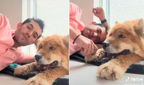 Las imágenes de esta perrita en sus últimos días de vida lograron conmover a millones. Foto: captura de TikTok