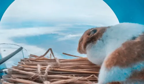 La cabina donde estuvo el roedor se mantuvo a una temperatura de 24 a 29 ºC durante todo el experimento. Foto: Iwatani Giken La cabina donde estuvo el roedor se mantuvo a una temperatura de 24 a 29 ºC durante todo el experimento. Foto: Iwatani Giken
