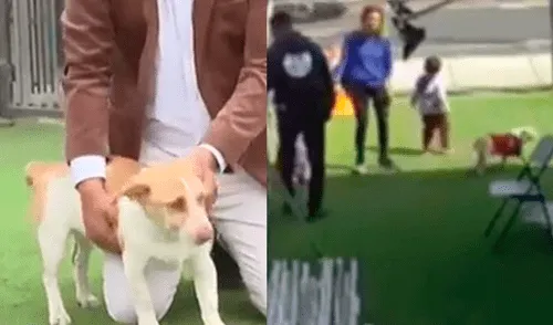 Perrito fue abandonado en la veterinaria. Foto: captura de Latina