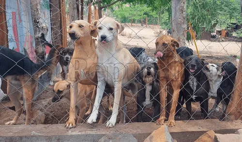 Este refugio busca brindarle una vida digna y tranquila a los más de 100 animales que alberga. Foto: ALVA