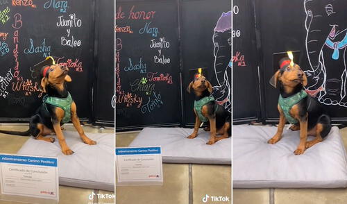 Miles, en redes sociales, quedaron cautivados con la conducta de este pequeño can. Foto: captura de TikTok