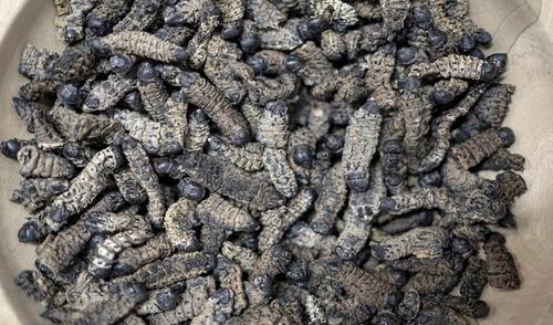 Un tazón de orugas mopanes secas presentado en una feria de alimentación. Foto: AFP