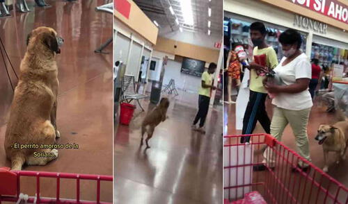 Miles de usuarios quedaron cautivados con la conducta de este perrito. Foto: composición LR/captura de TikTok/@lagio_lopez Miles de usuarios quedaron cautivados con la conducta de este perrito. Foto: composición LR/captura de TikTok/@lagio_lopez