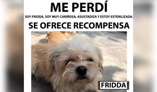 Fridda está perdida desde hace varios días. Foto: difusión