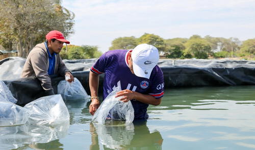 Pequeños productores se reactivan en la siembra de tilapias. Foto: La República