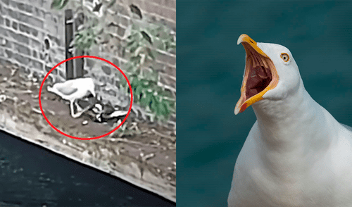 Gaviotas atacan a palomas y ratas desde que comenzó de la cuarentena por el coronavirus, en Londres. Foto: Composición LR/Captura de video/Clarín/Pixabay