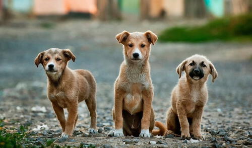 Lamentablemente, nueve de los canes fallecieron y los otros permanecen bajo custodia de la Policía. Foto: Pixabay/referencial