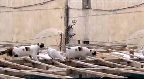 El gatito no siguió a la naturaleza y optó por no ser agresivo. Foto: Líbero / TikTok