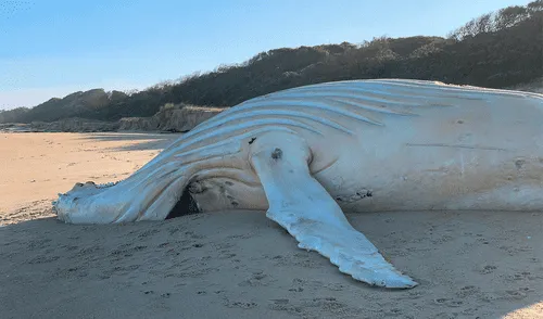 El cadáver de la ballena albina llegó a la costa en Mallacoota, al sureste de Australia. Foto: Peter Coles. El cadáver de la ballena albina llegó a la costa en Mallacoota, al sureste de Australia. Foto: Peter Coles.