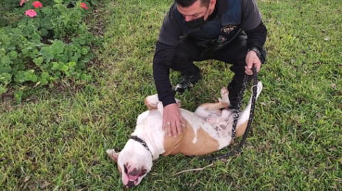 Estos tres canes han sido incluídos para trabajar como perros de la Gerencia de Seguridad Ciudadana. Foto: Municipalidad de Surco