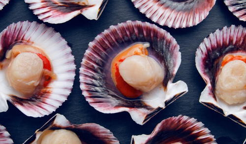 La producción nacional de conchas de abanico se concentrada en el norte del país. La región Piura ostenta el 81% de la producción y, en menor medida, la región Ancash, con el 18%. Foto: difusión