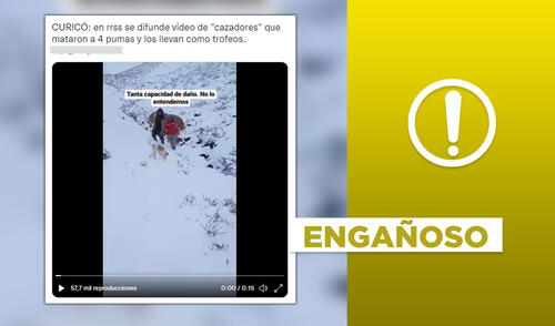 No, video de caza ilegal de pumas no se registró en Curicó, Chile. Foto: composición LR