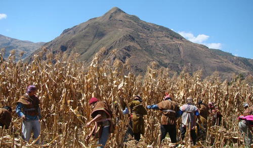 Papa, maíz y avena forrajera son certificadas por Indecopi. Foto: difusión Papa, maíz y avena forrajera son certificadas por Indecopi. Foto: difusión