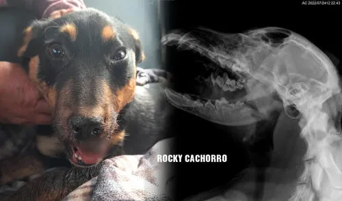 Radiografía que le acaban de sacar al can herido. Foto: Isabel Bustamante Radiografía que le acaban de sacar al can herido. Foto: Isabel Bustamante