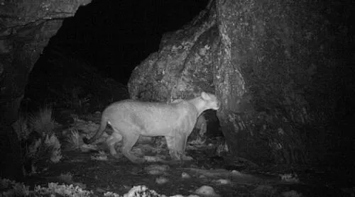 Alimentación de los pumas fue estudiada por investigadores de Perú, Chile y Argentina. Foto: Sernanp
