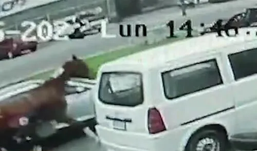 El caballo se llama Tizneo y tiene 7 años. Foto: captura de Panamericana Noticias El caballo se llama Tizneo y tiene 7 años. Foto: captura de Panamericana Noticias