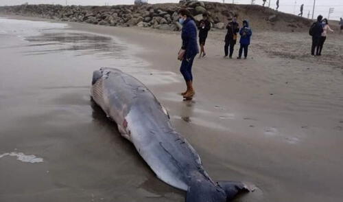 Una cría de ballena varó en las orillas de la playa Las Delicias del distrito de Moche. Foto: Facebook- El Ciudadano Una cría de ballena varó en las orillas de la playa Las Delicias del distrito de Moche. Foto: Facebook- El Ciudadano