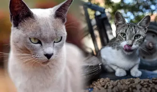 En el Día Internacional del Gato, conoce más sobre ellos y lo que significa el peculiar sonido que emiten. Foto: composición LR/ AFP En el Día Internacional del Gato, conoce más sobre ellos y lo que significa el peculiar sonido que emiten. Foto: composición LR/ AFP