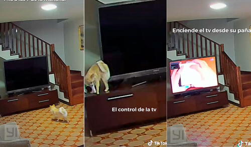 Las imágenes hicieron reír a miles en las redes sociales. Foto: composición LR/captura de TikTok/@victoriascollieri