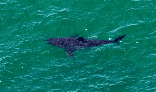El niño sufrió el ataque de 3 tiburones mientras estaba de vacaciones en el Caribe. Foto: AFP El niño sufrió el ataque de 3 tiburones mientras estaba de vacaciones en el Caribe. Foto: AFP