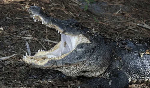 Las autoridades señalan que ya van 5 víctimas de ataque de cocodrilos en lo que va del año en ese estado. Foto: AFP/referencial
