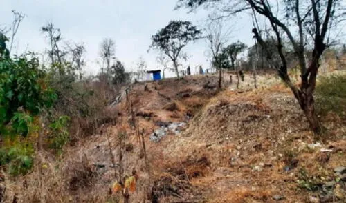 Las autoridades certificaron que manos extrañas habían causado daños a las plantaciones naturales de algarrobos. Foto: Fiscalía Tumbes