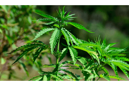 Las víctimas denunciaron a sus secuestradores, quienes fueron detenidos por miembros del Gaula Militar y de la Policía de Colombia. Foto: AFP