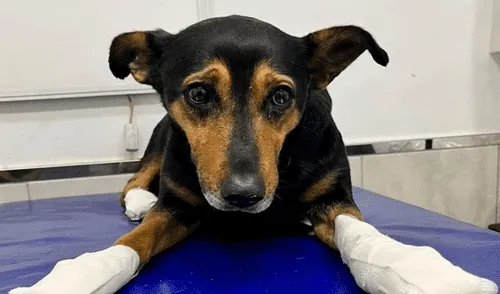 En tan solo 2 meses, 8 canes han sido víctimas del agresor, de los cuales 2 no sobrevivieron. Foto: Luciana Ceballos/Facebook